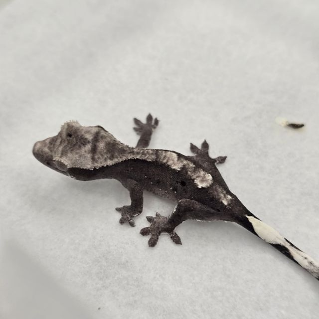 아잔틱