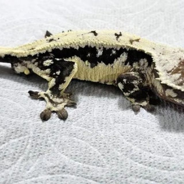 릴리 세이블