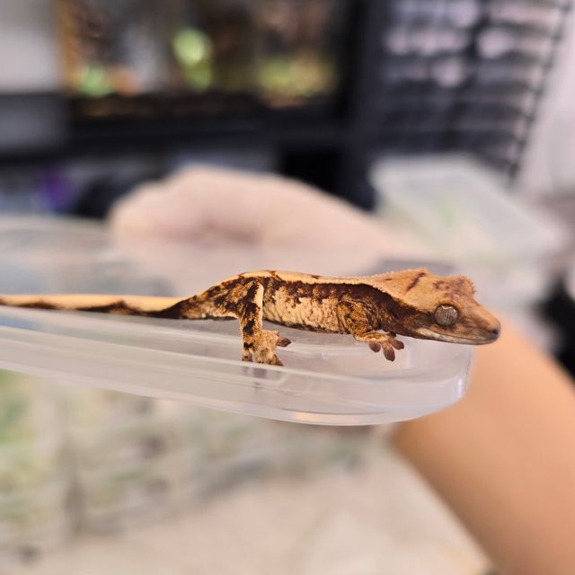 트라이
