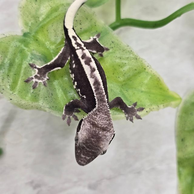 프라푸치노 아잔틱