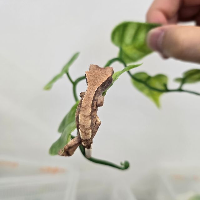 카푸치노 트라이