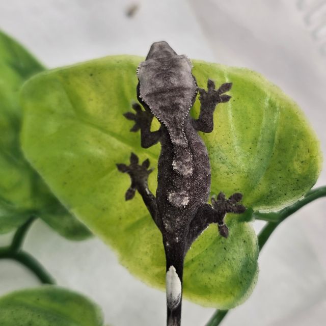 아잔틱