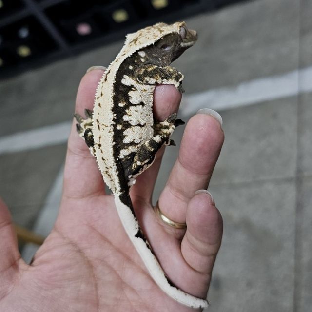 세이블