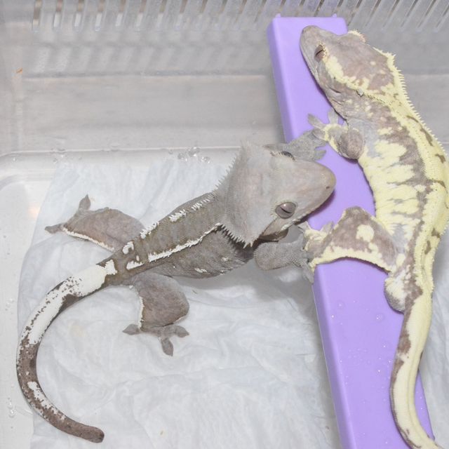 아잔틱
