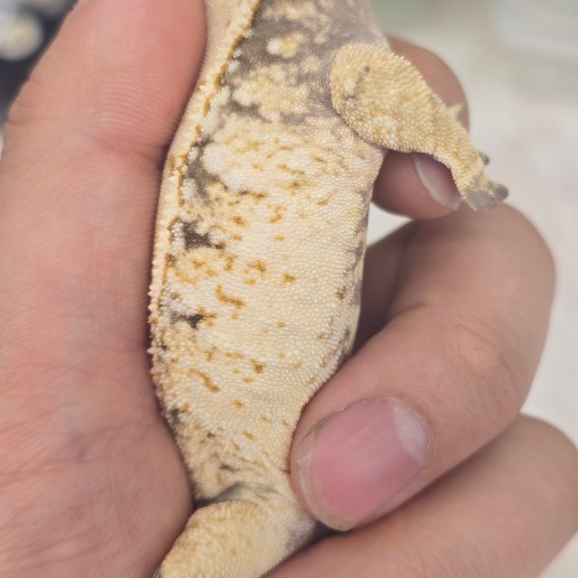 트라이 드리피 화이트스팟