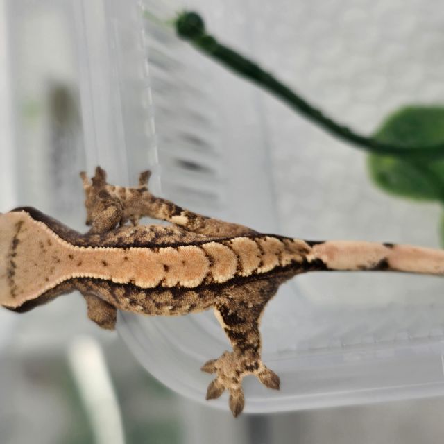 트라이