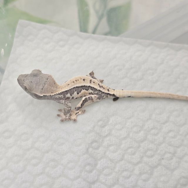 프라푸치노