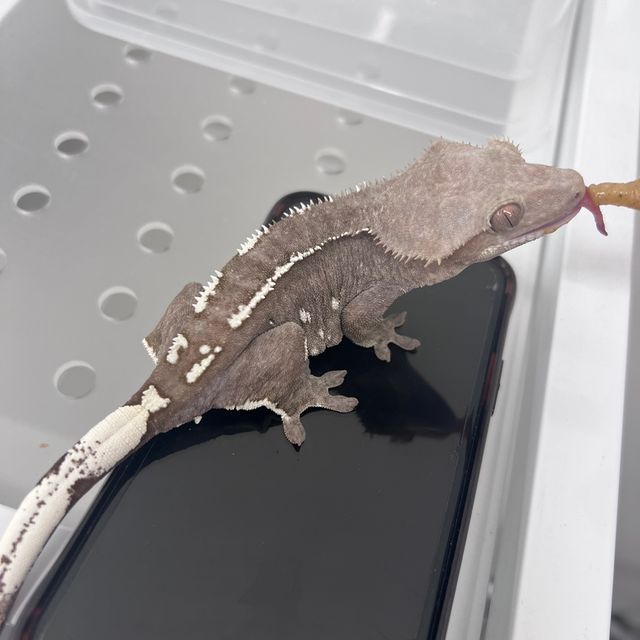 아잔틱