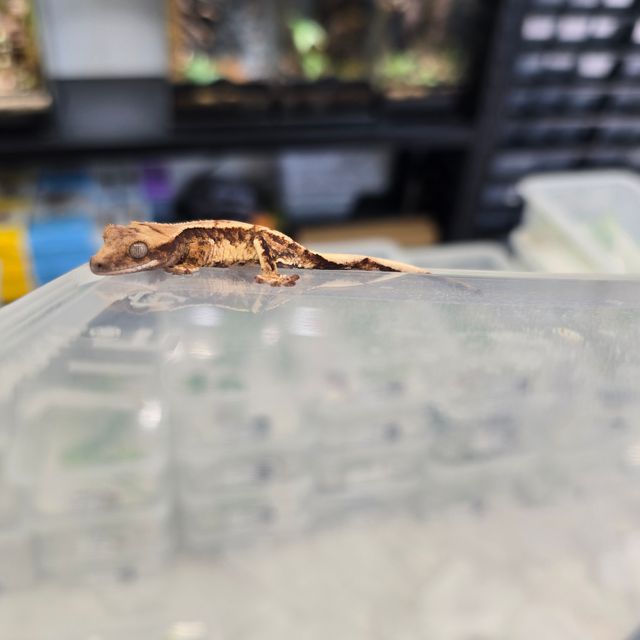 트라이