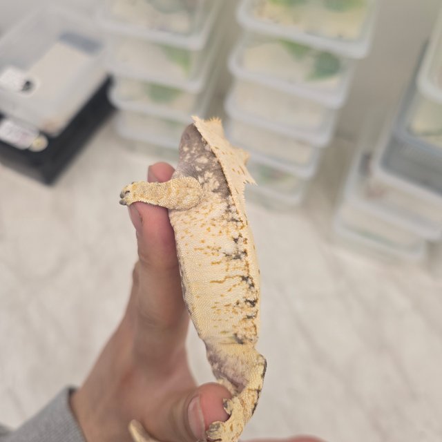 트라이 드리피 화이트스팟