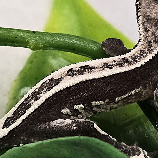 아잔틱 쿼드 풀핀