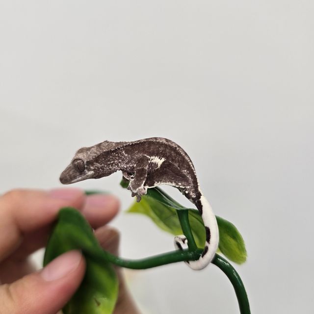 프라푸치노 아잔틱