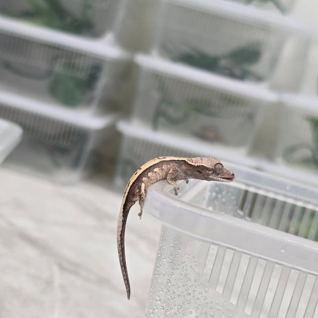 세이블 풀핀 쿼드
