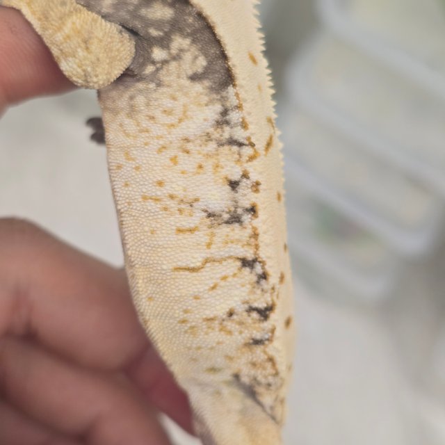 트라이 드리피 화이트스팟