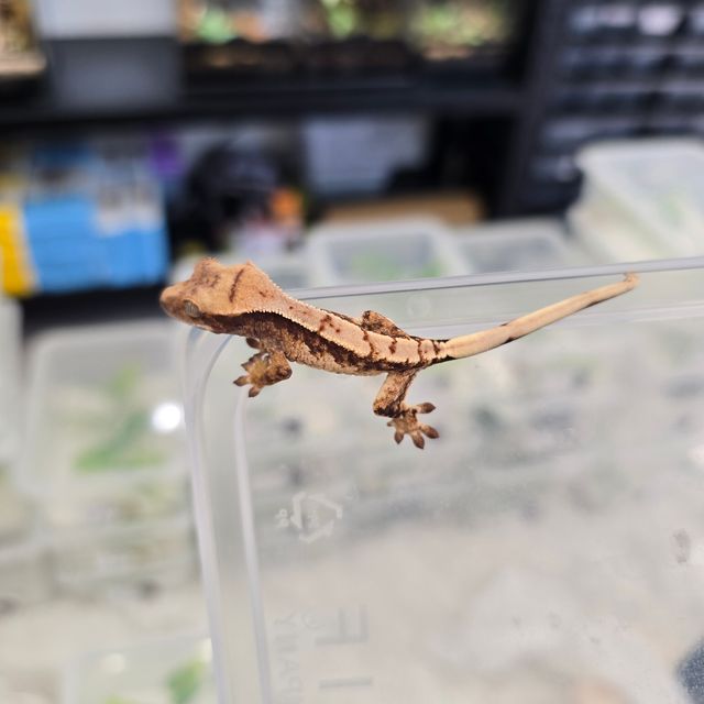 트라이
