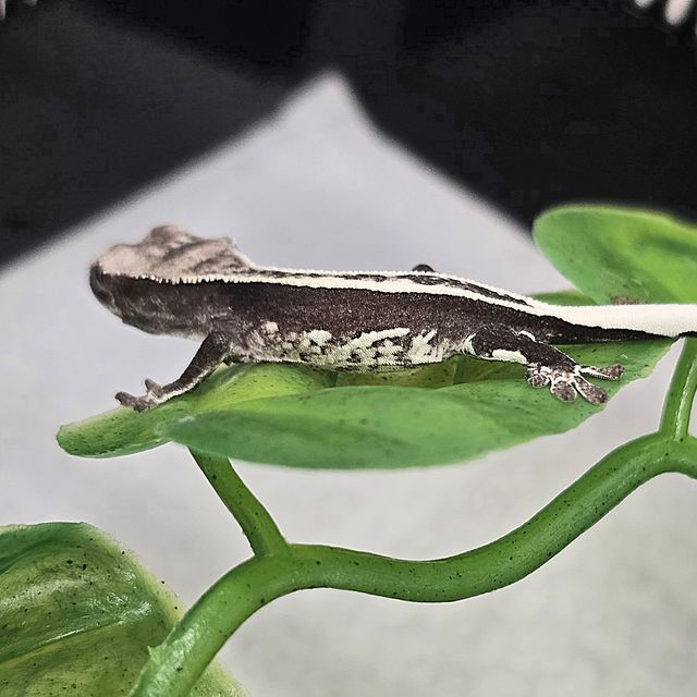 아잔틱 쿼드 풀핀