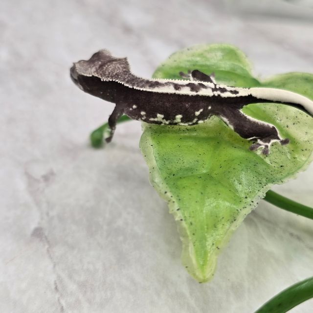 프라푸치노 아잔틱
