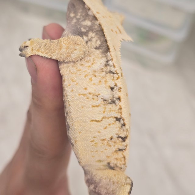 트라이 드리피 화이트스팟