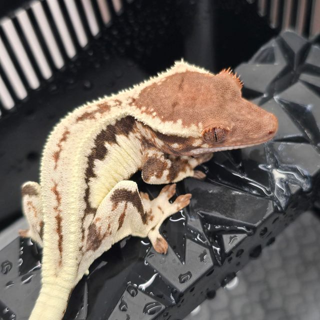 프라푸치노