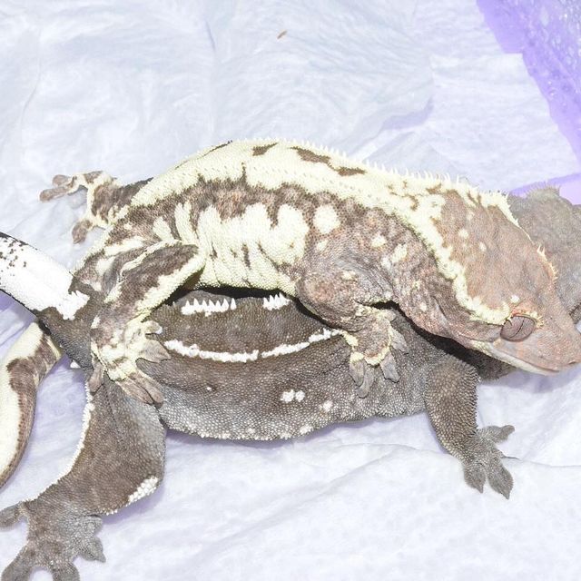 아잔틱