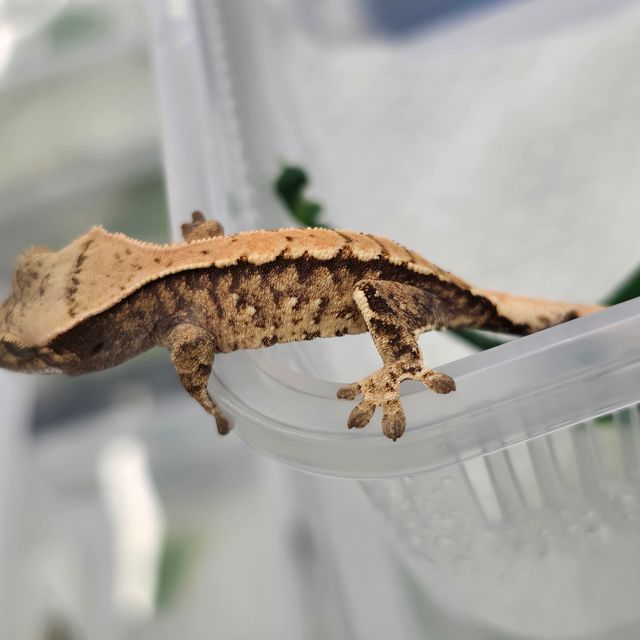 트라이
