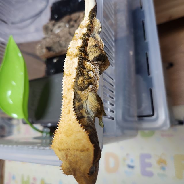 트라이 익스트림할리퀸
