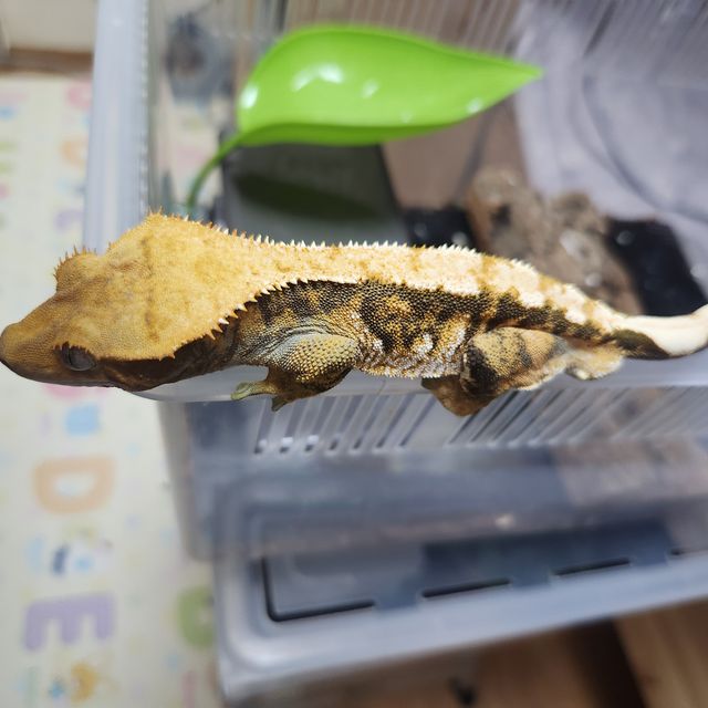 트라이 익스트림할리퀸