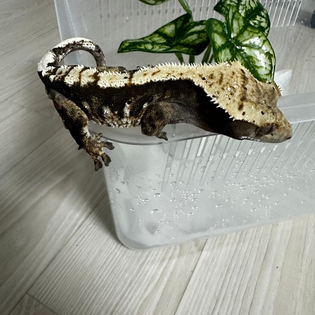카푸치노 달마시안