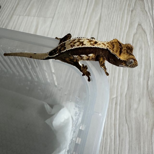 노멀 트라이 핀스트라이프