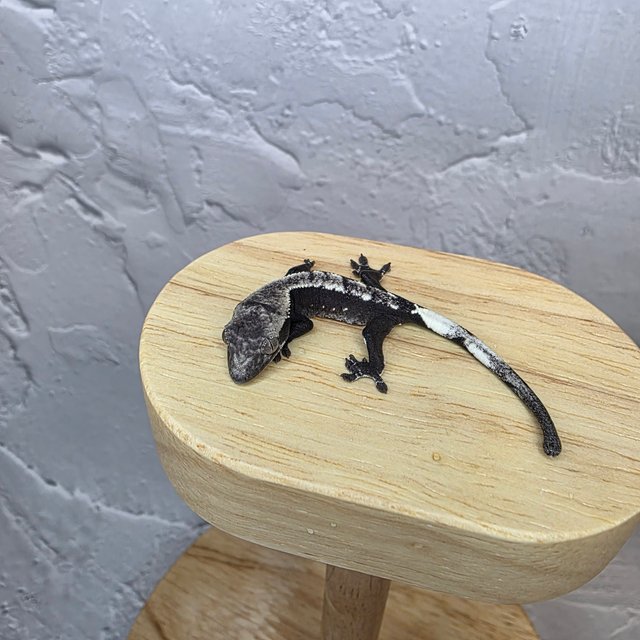 아잔틱 카푸치노