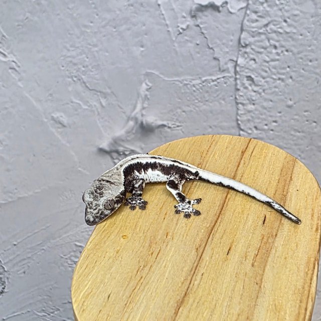 아잔틱 프라푸치노