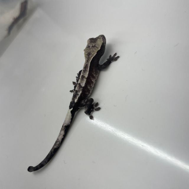 아잔틱