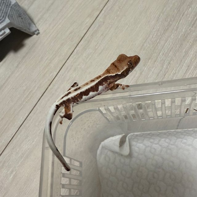 프라푸치노