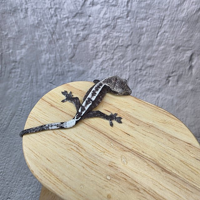 아잔틱 카푸치노