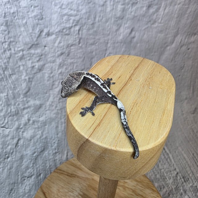 아잔틱 카푸치노