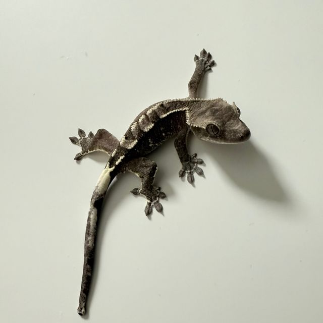 아잔틱