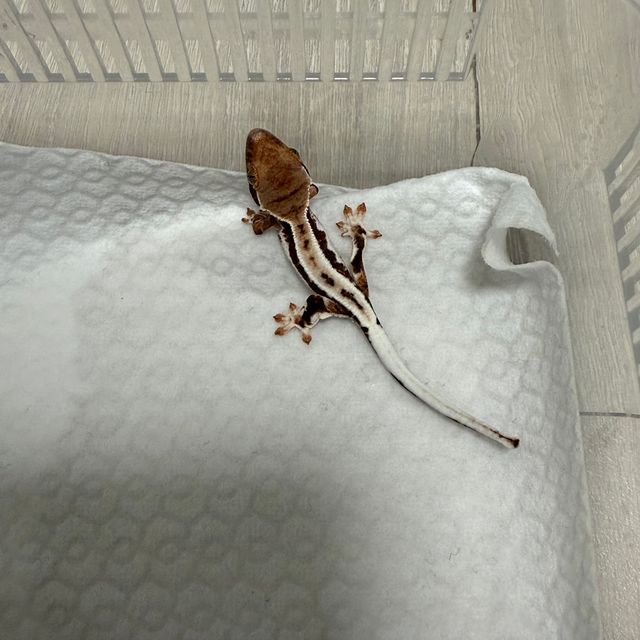 프라푸치노