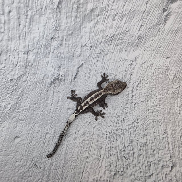 아잔틱 카푸치노