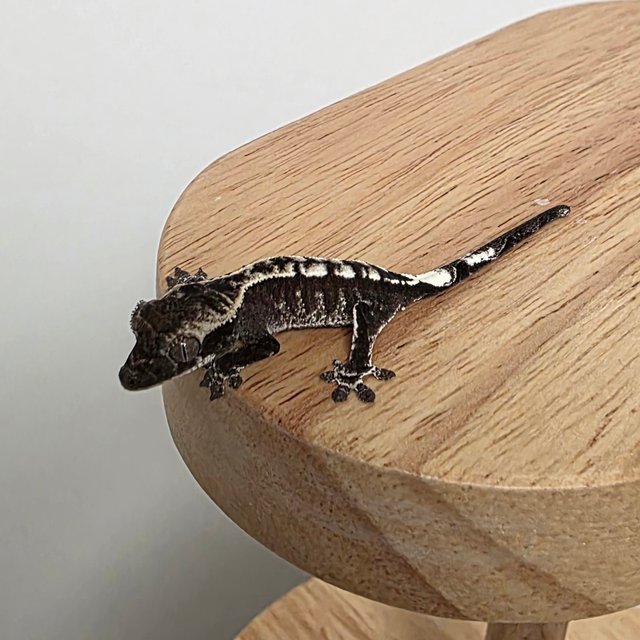 카푸치노 아잔틱