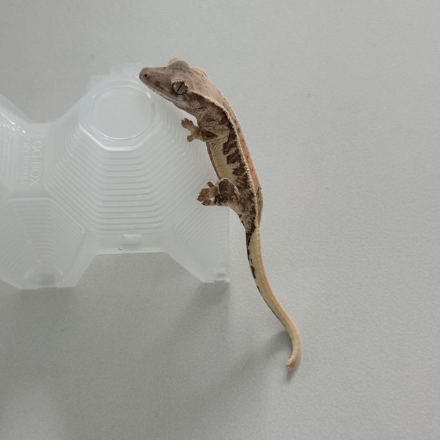 릴리100%헷아잔틱