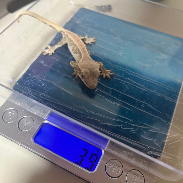 릴리100%헷아잔틱