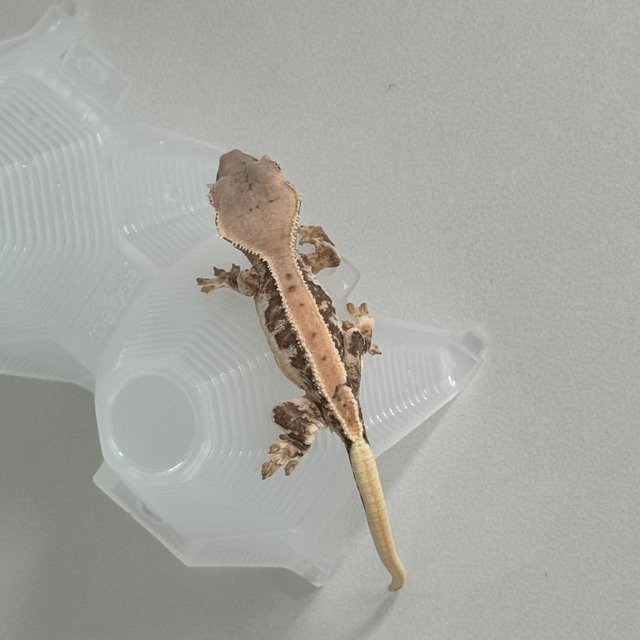 릴리100%헷아잔틱