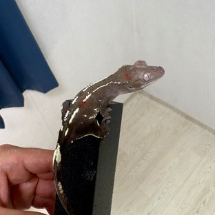아잔틱