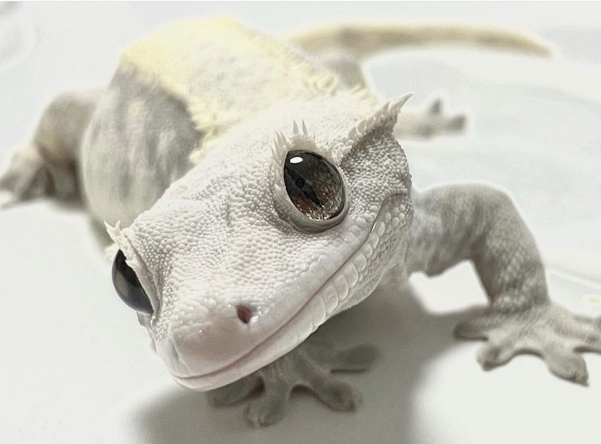 데이앤크레