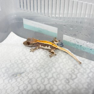 릴리 세이블 100%헷아잔틱