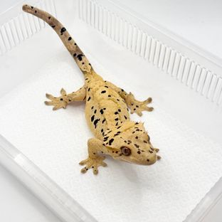달마시안 슈퍼달마시안