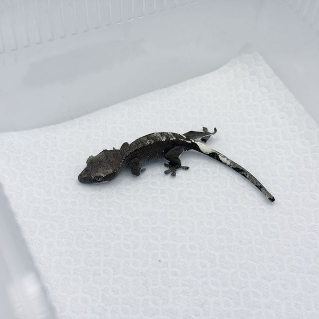 아잔틱