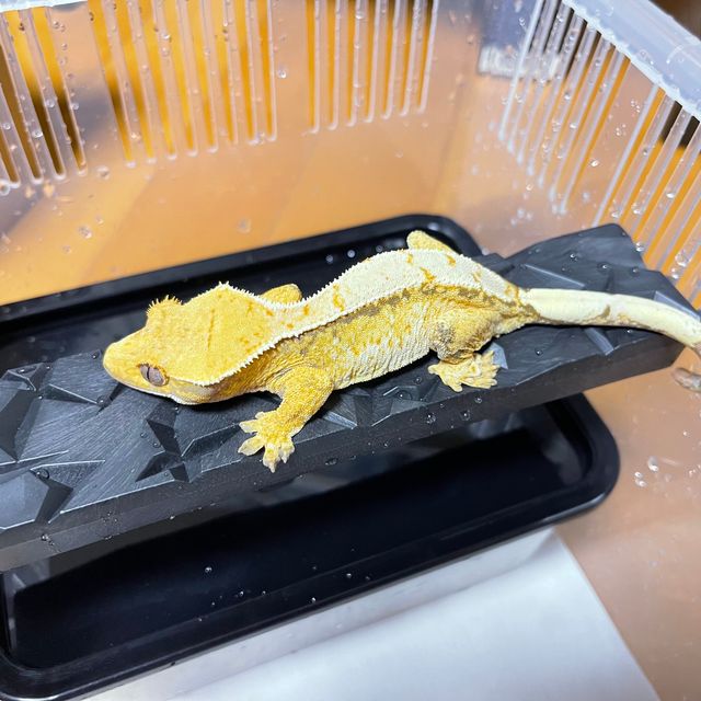 트라이