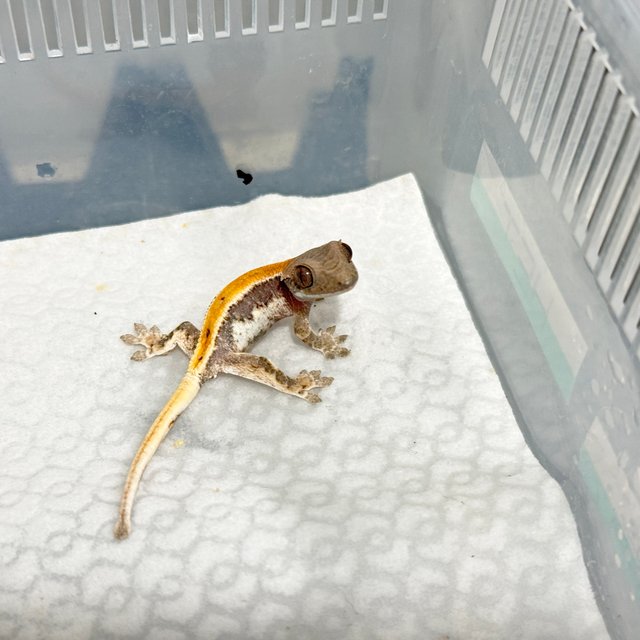 릴리 세이블 100%헷아잔틱