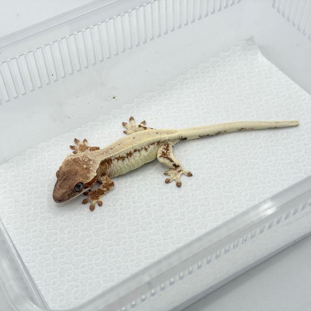 릴리 세이블